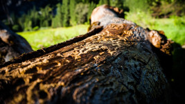 kůrovec yosemite-1739338 960 720